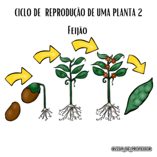Ciclo de Reprodução das plantas