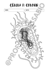 CÉLULA PROCARIONTE PARA COLORIR