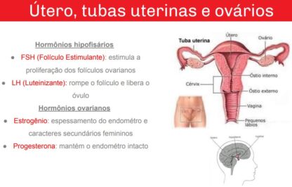 [PDF] Sistema Genital Feminino