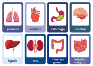 Jogo da memória órgãos do corpo humano