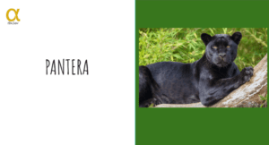 Combo Animais – Apresentação – Jogo e Atividades