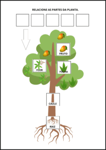 PARTES DA PLANTA