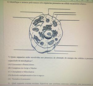 Atividade citologia: Organelas