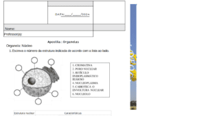Atividade organelas