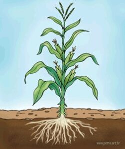 Atividades Reino das Plantas
