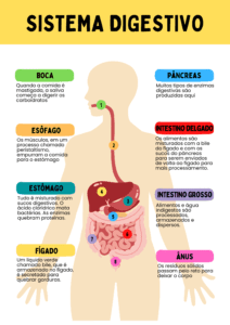 MATERIAL DE APOIO CORPO HUMANO