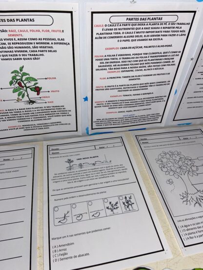 Partes da Planta – Kit Educativo Interativo para Ciências